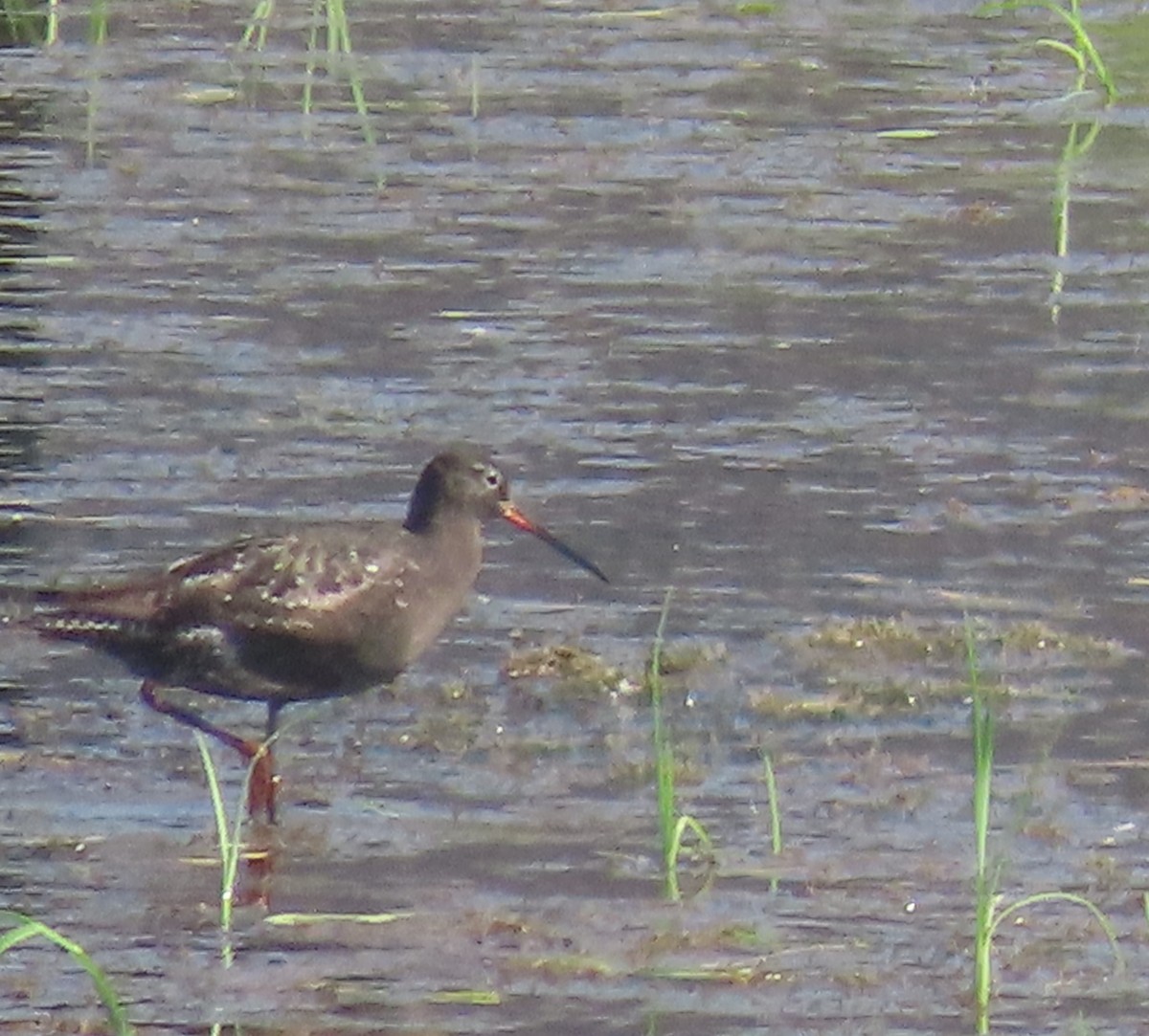 Spotted Redshank - ML640139968