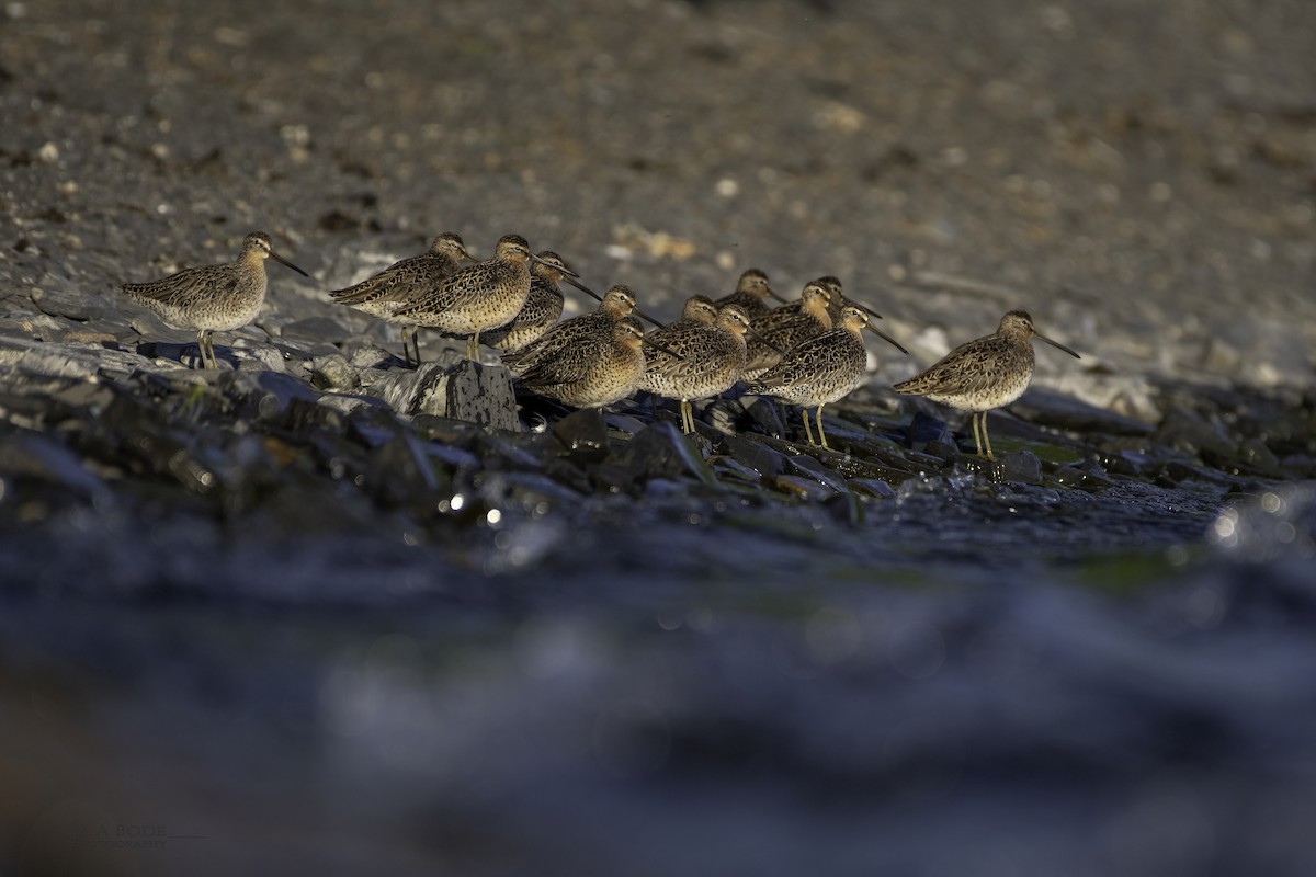 Short-billed Dowitcher - ML640139999