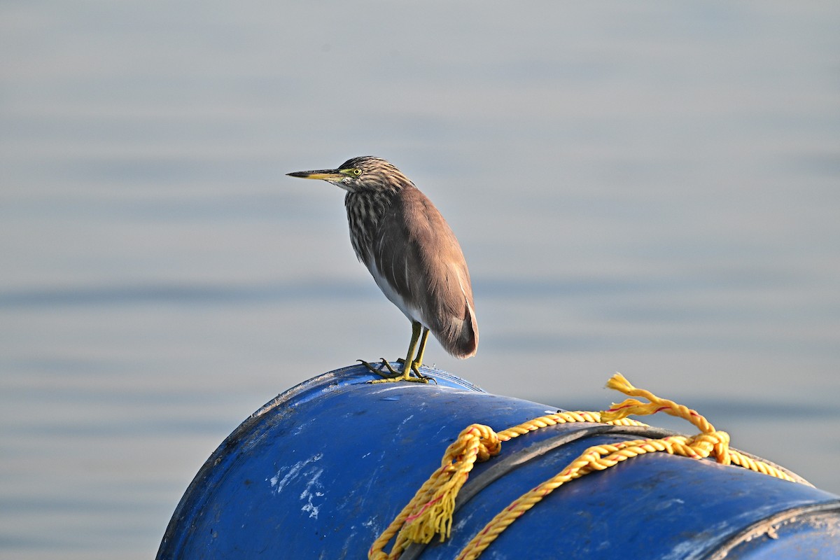 mangrovehegre - ML640140021