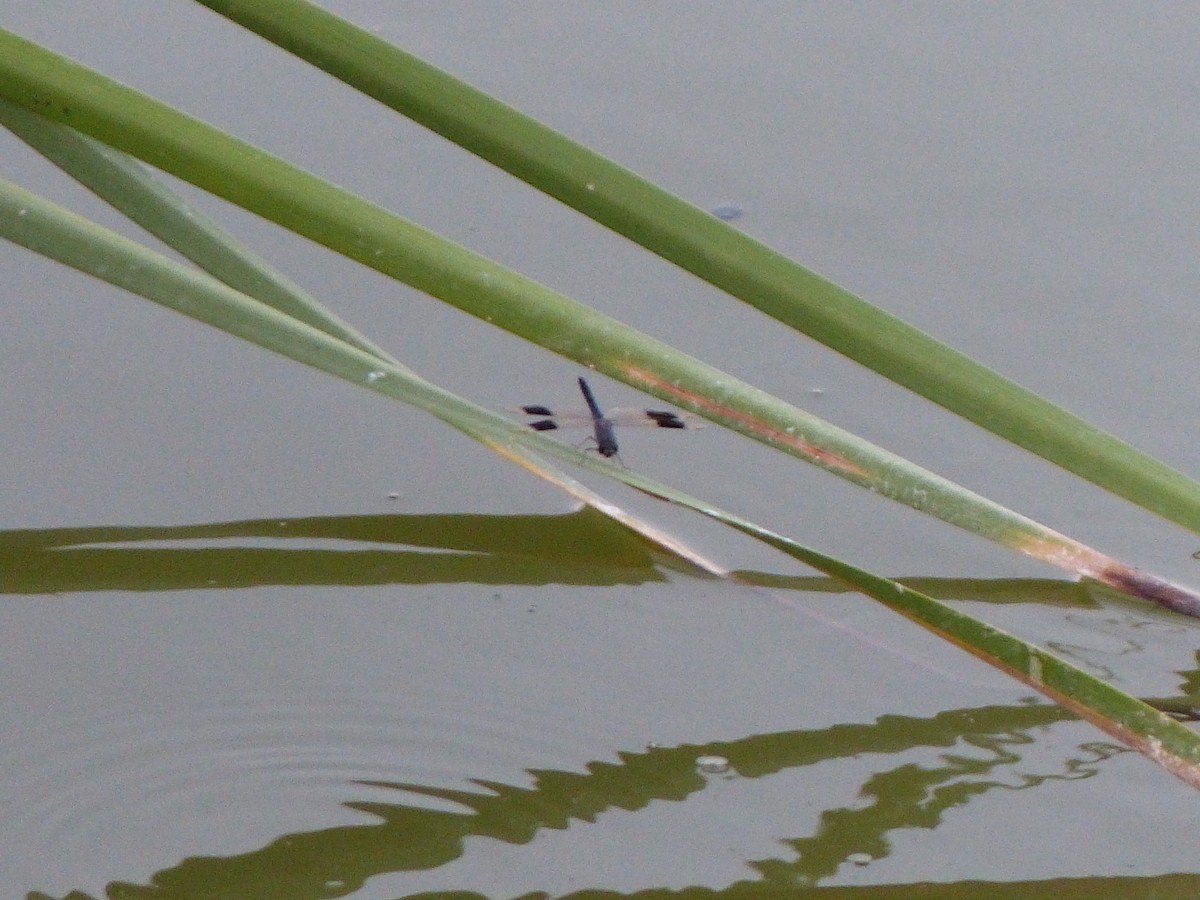 Dragonflies and Damselflies - ML640140037