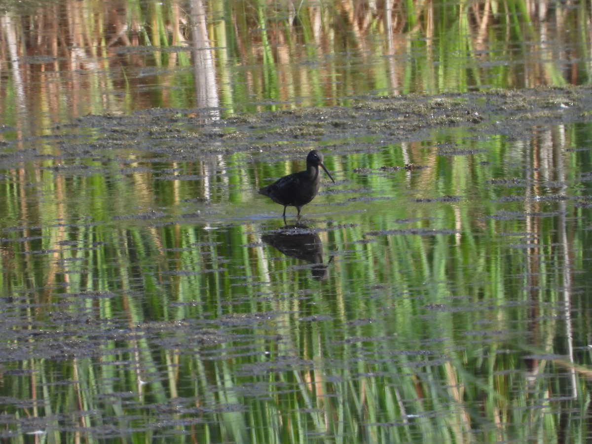 Spotted Redshank - ML640140048
