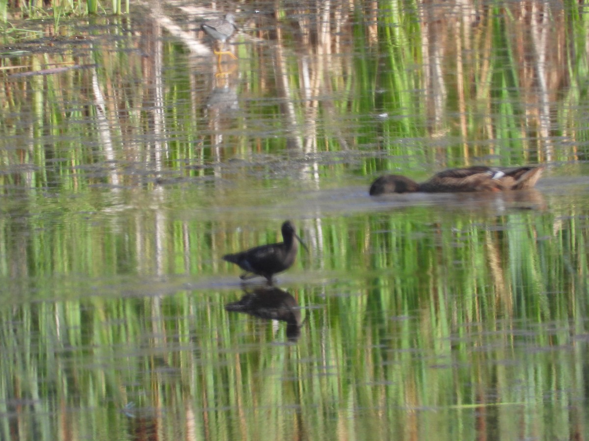 Spotted Redshank - ML640140049