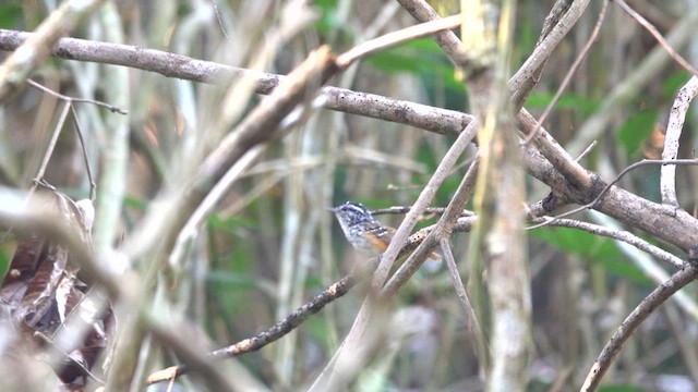Rondonia Warbling-Antbird - ML640140058