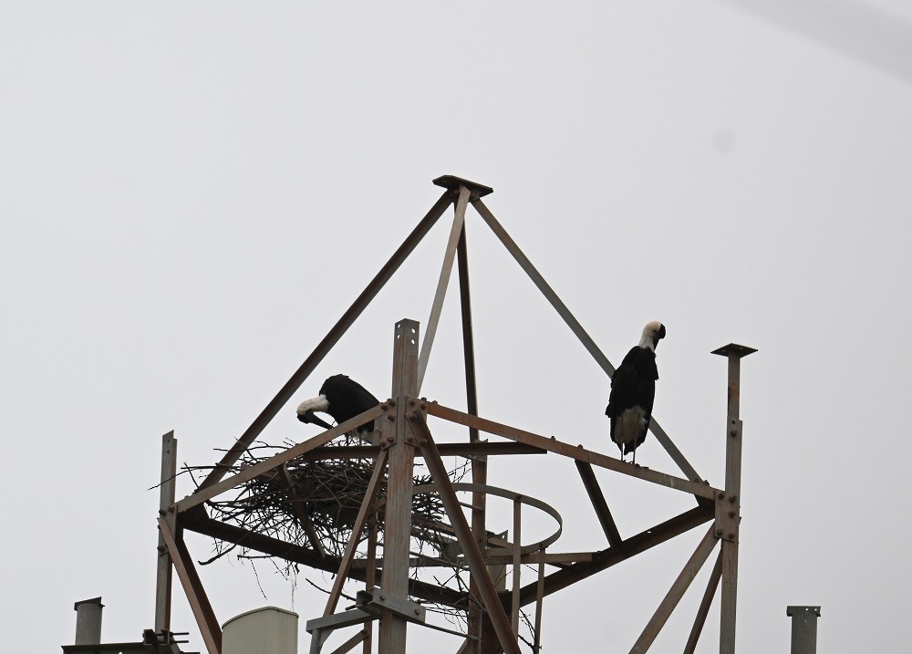 ullhalsstork - ML640140082
