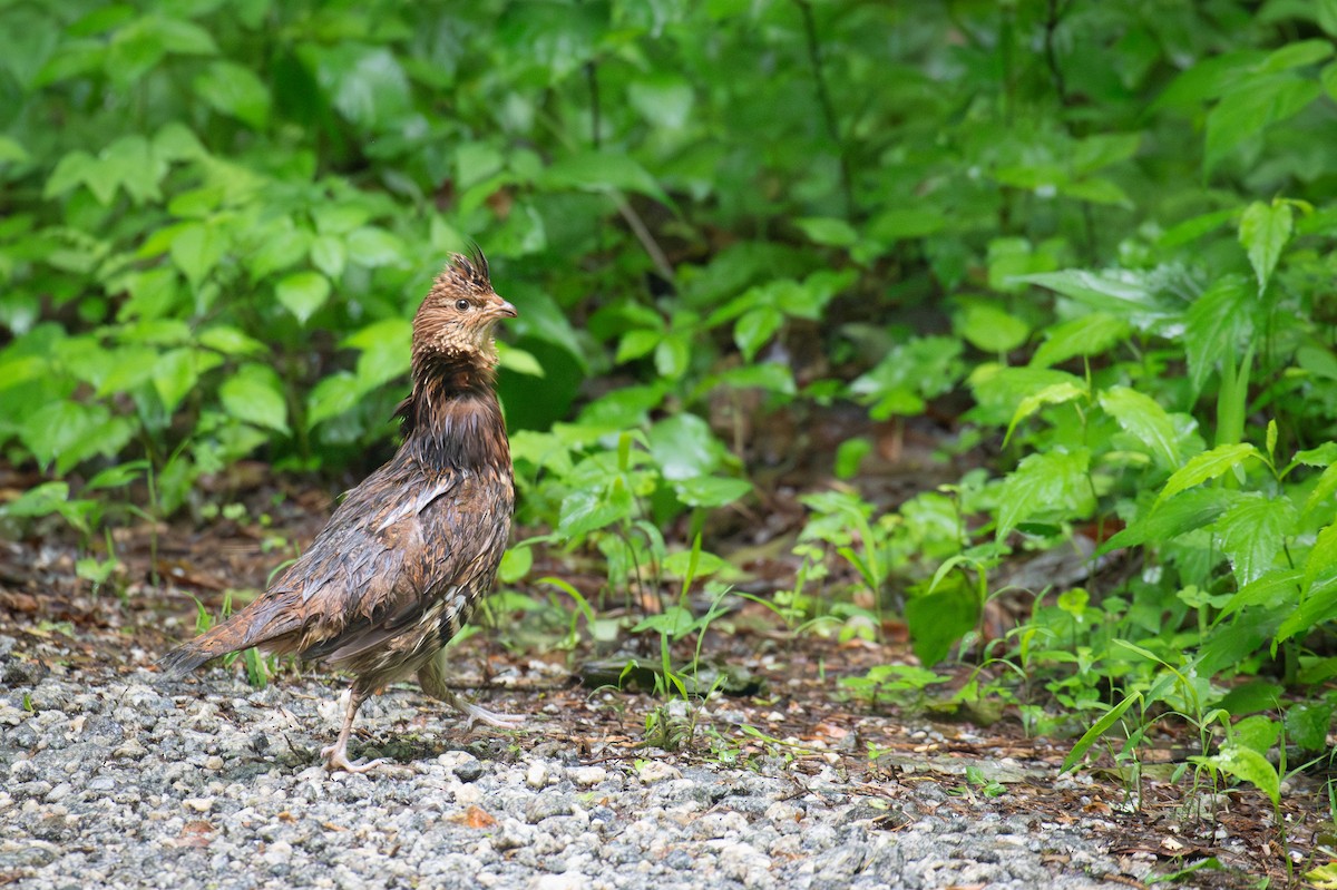 Ruffed Grouse - ML640140084
