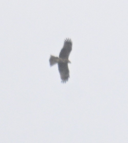 svartglente - ML640140099