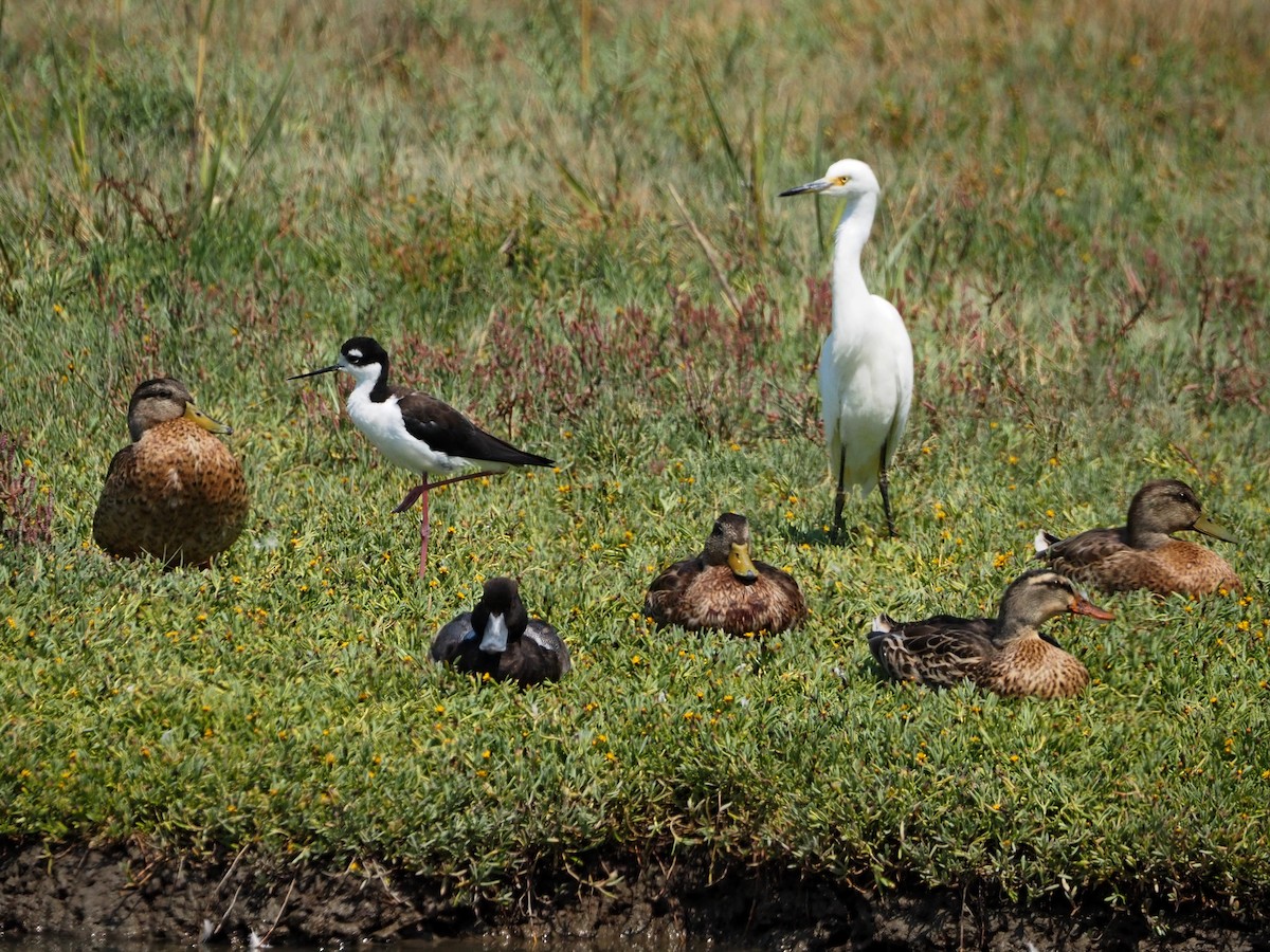 Тэнгисийн шумбуур - ML640140139