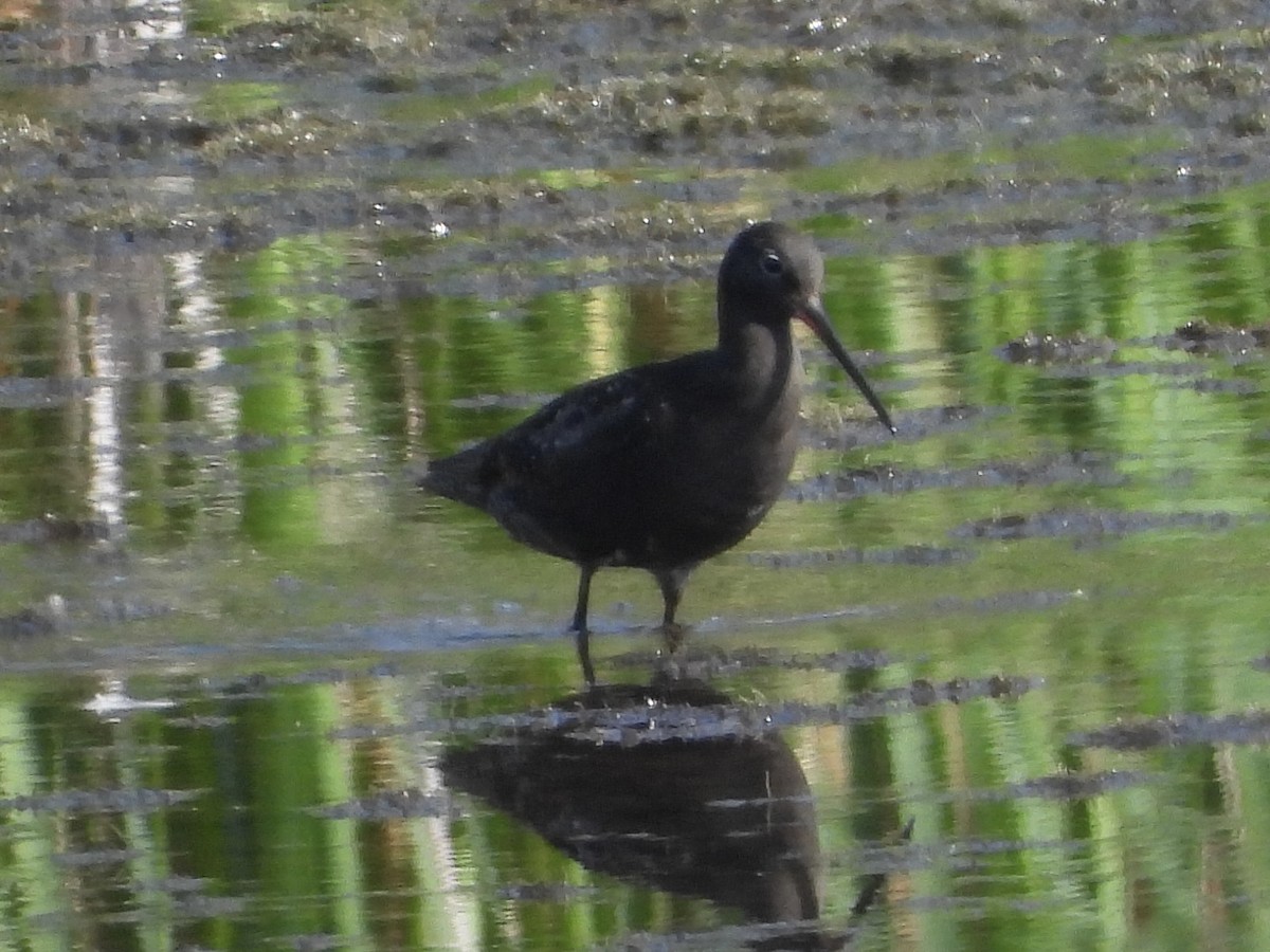 Spotted Redshank - ML640140157