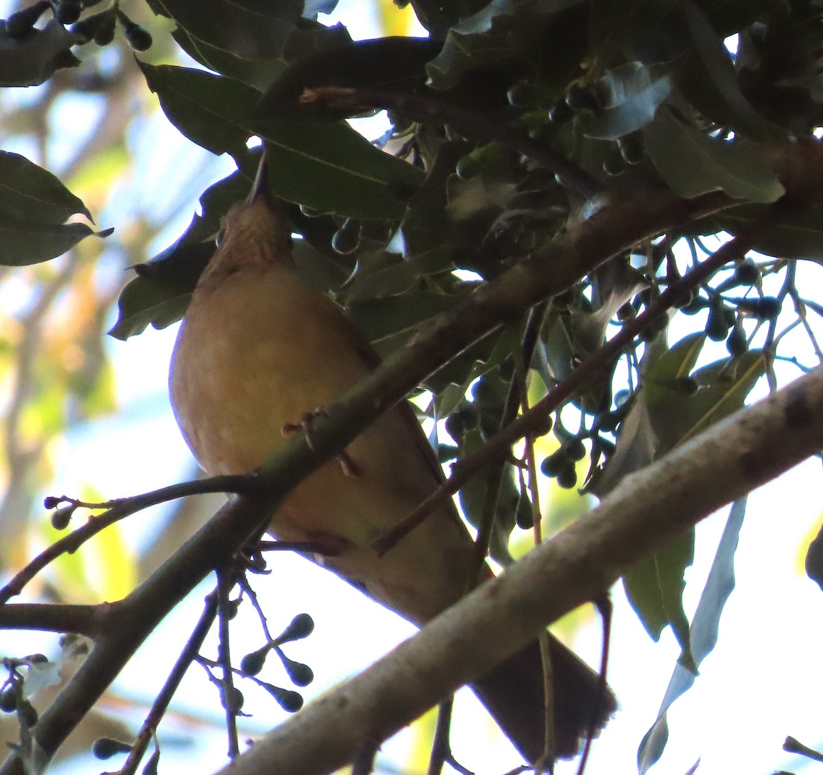 Pale-breasted Thrush - ML640140211