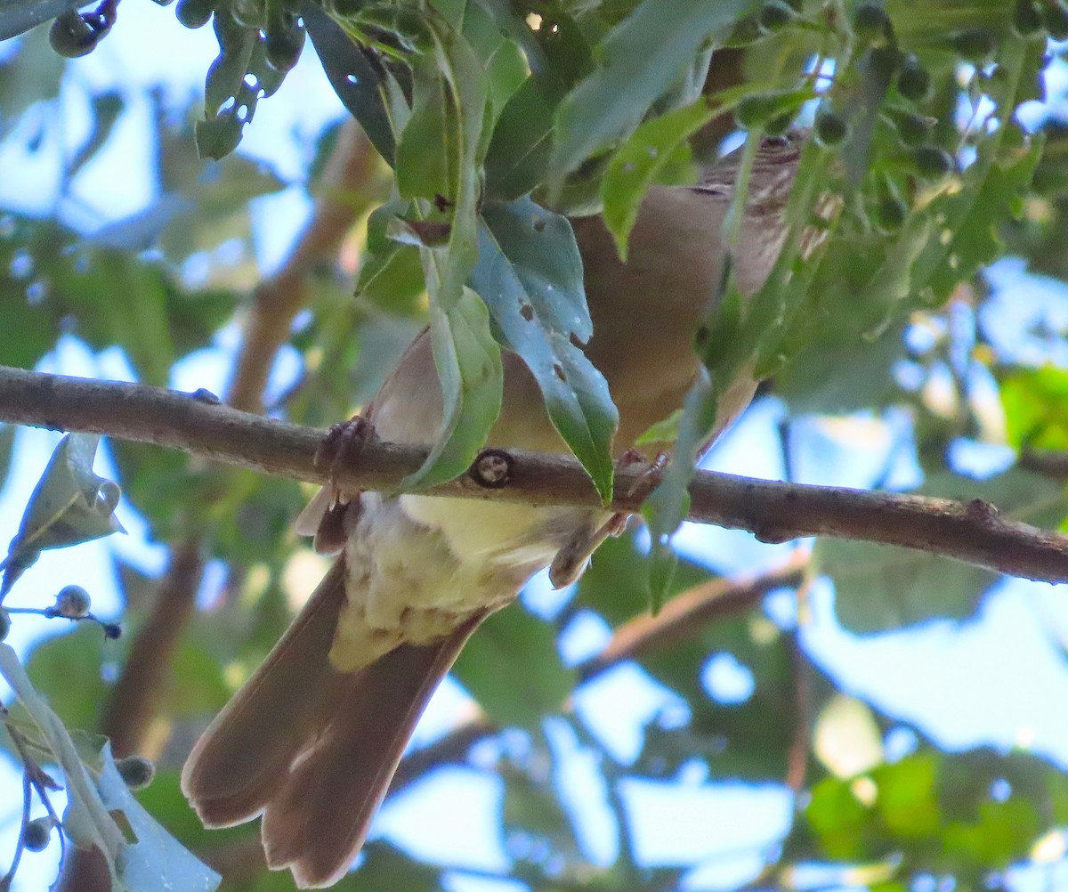 Pale-breasted Thrush - ML640140212