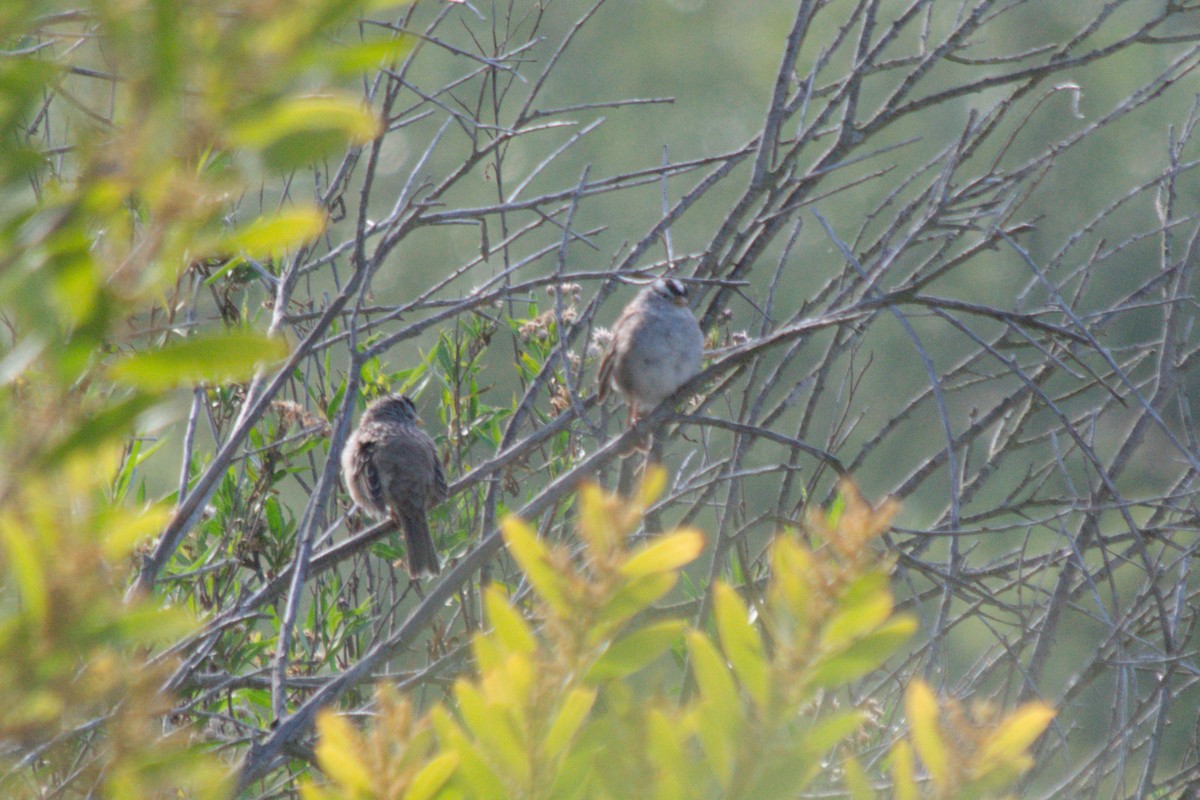 White-crowned Sparrow - ML640140245