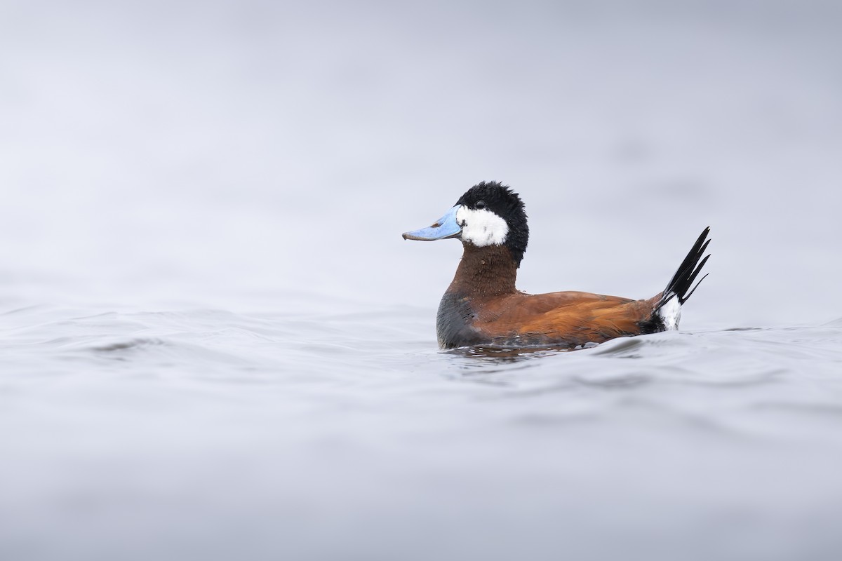 Gobbo della Giamaica - ML640140246