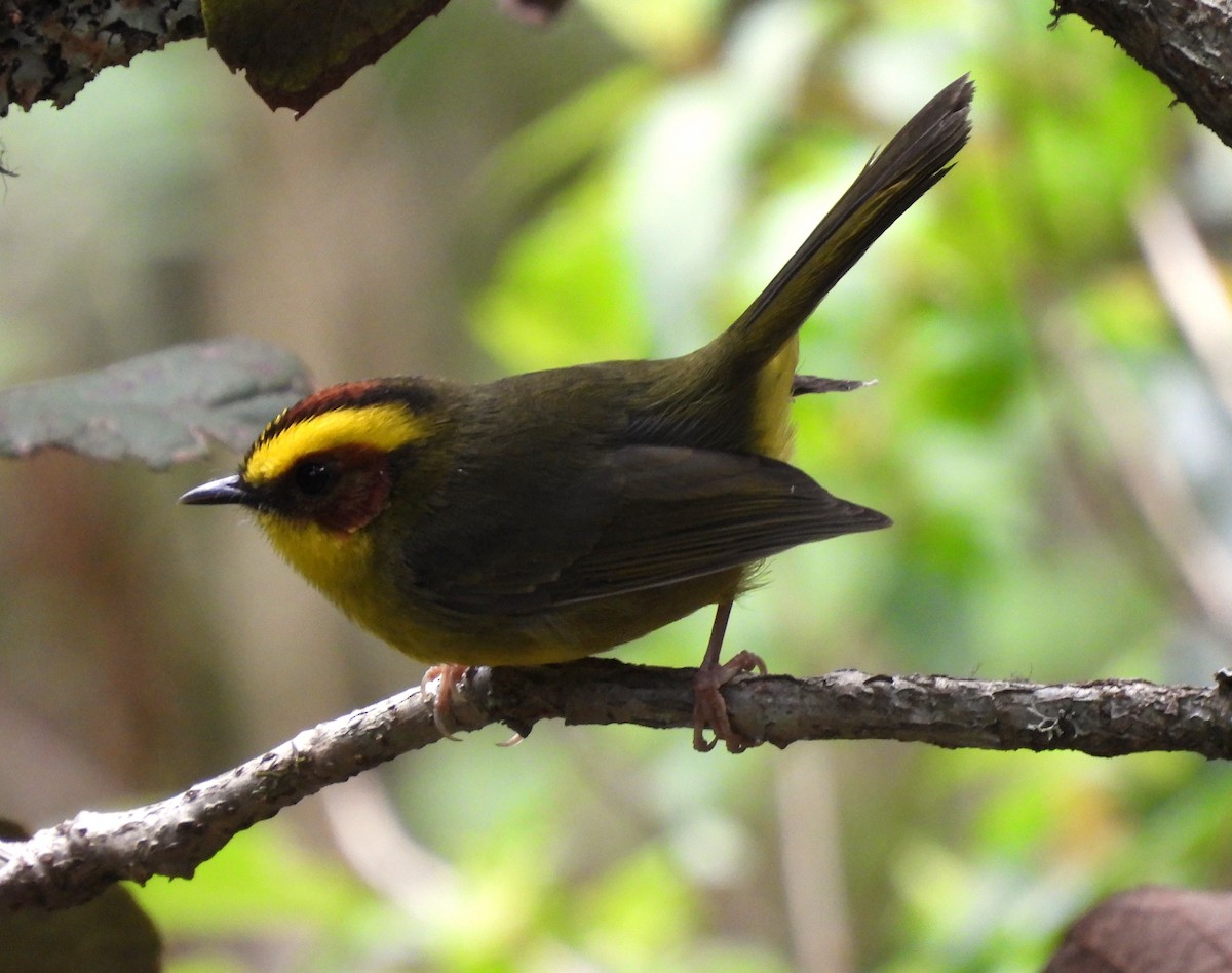 Golden-browed Warbler - ML640140284