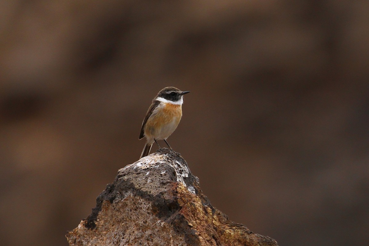 Fuerteventura Stonechat - ML640140300