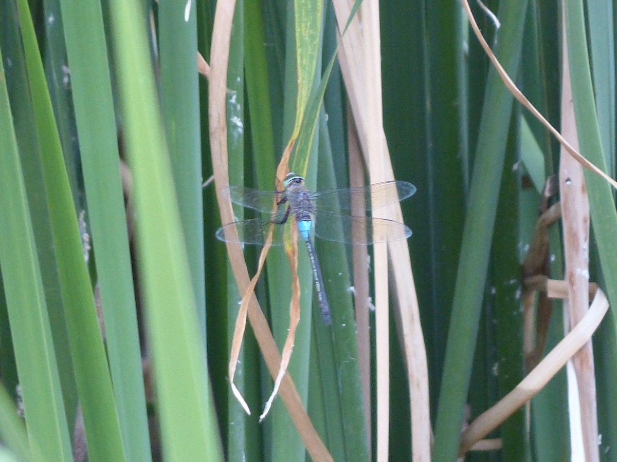 Dragonflies and Damselflies - ML640140348