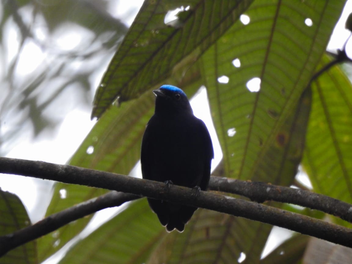 Mavi Tepeli Manakin - ML640140376