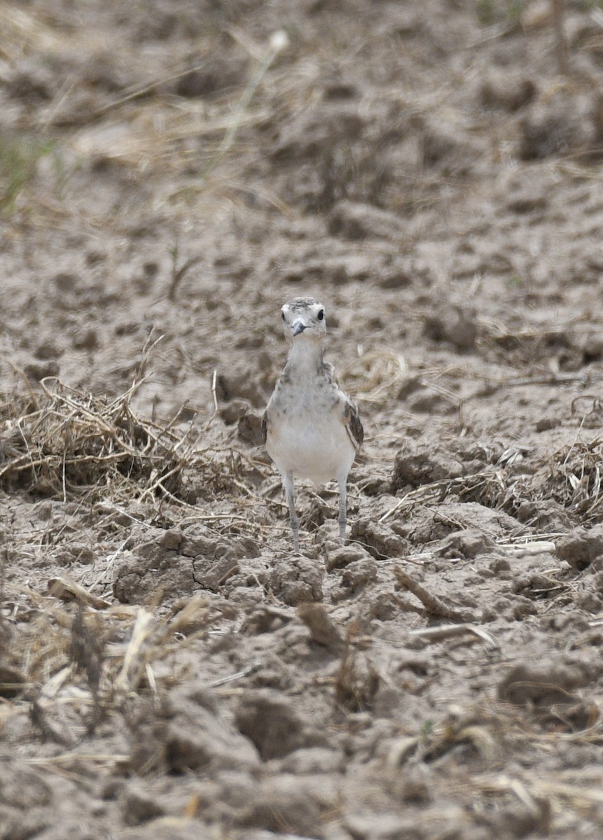 Mountain Plover - ML640140420