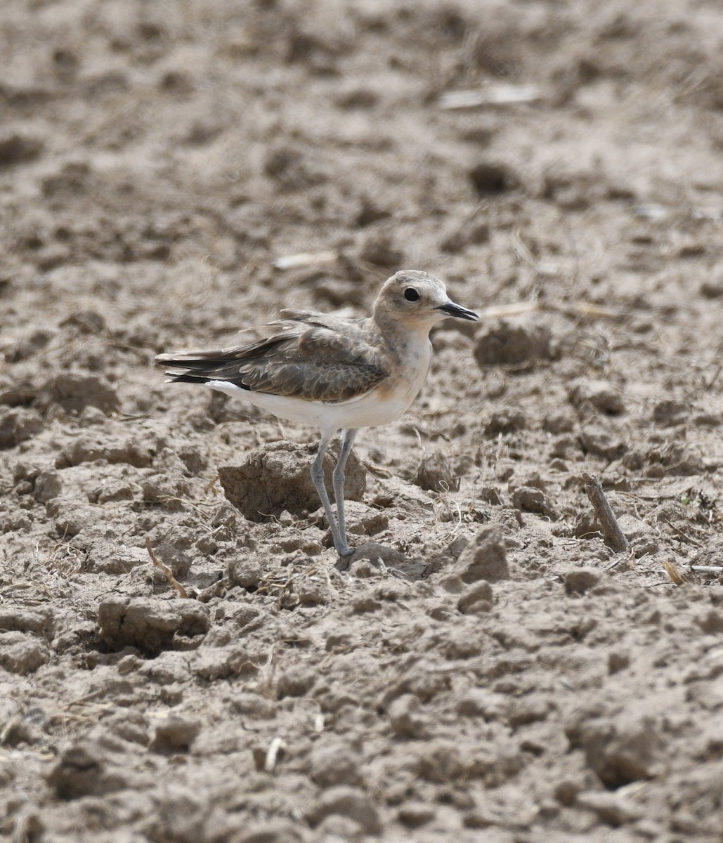 Mountain Plover - ML640140421