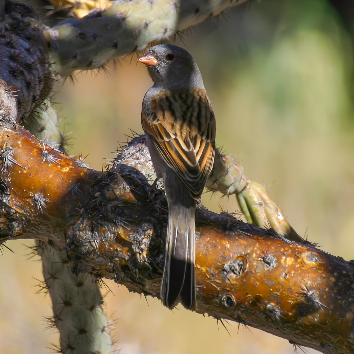 Black-chinned Sparrow - ML640140437