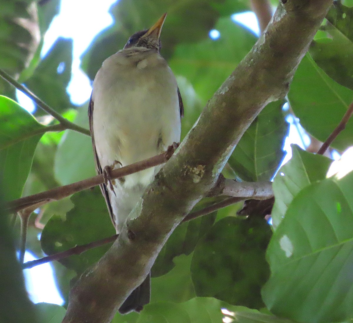 Creamy-bellied Thrush - ML640140475