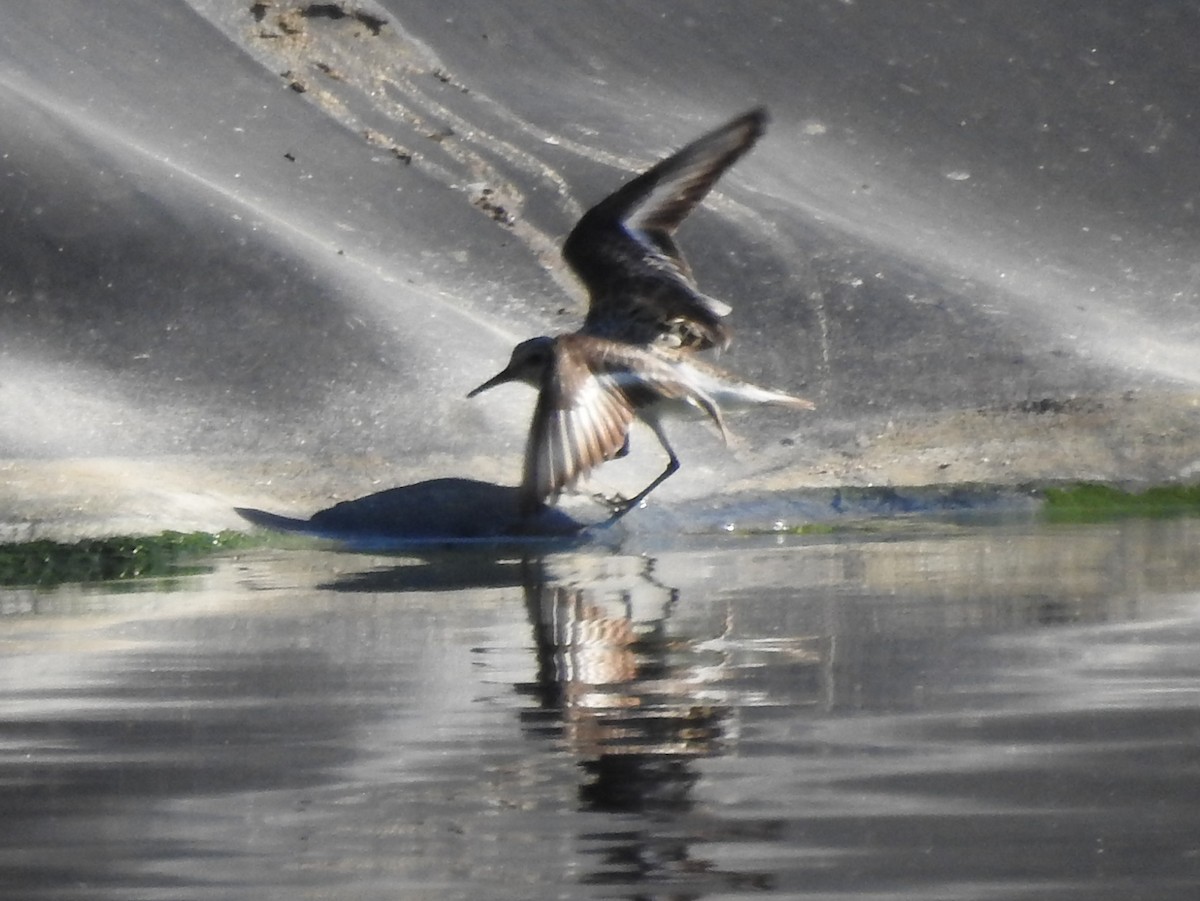 Гурвалж элсэг - ML640140479