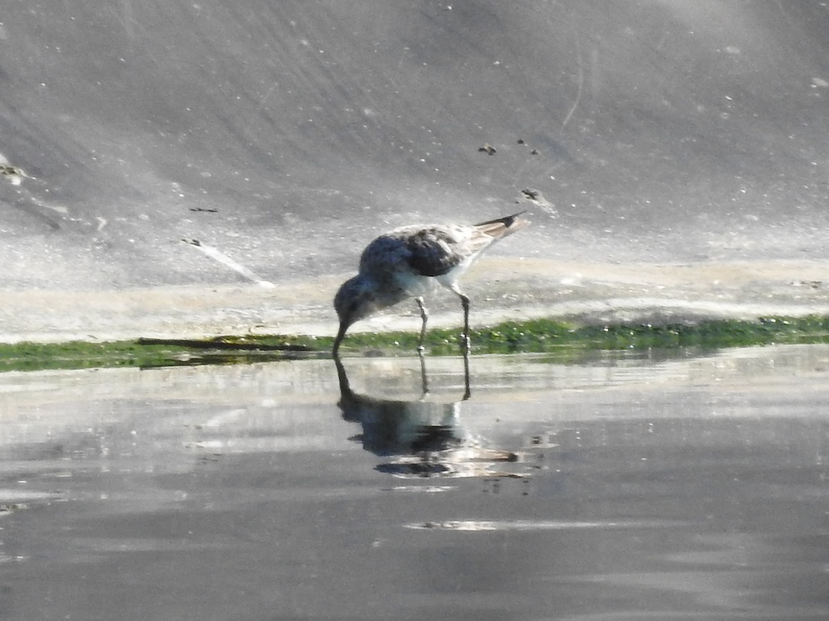 Гурвалж элсэг - ML640140480