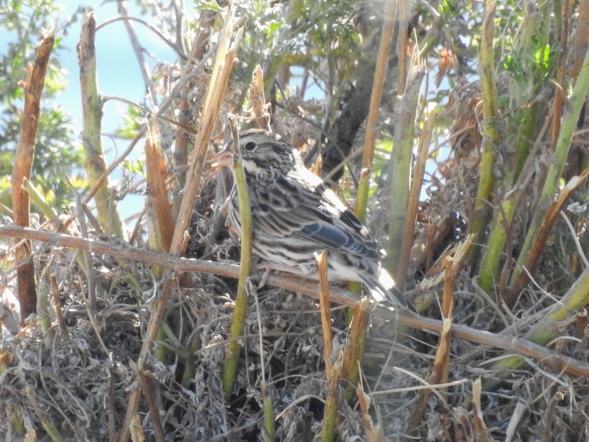Savannah Sparrow - ML640140513