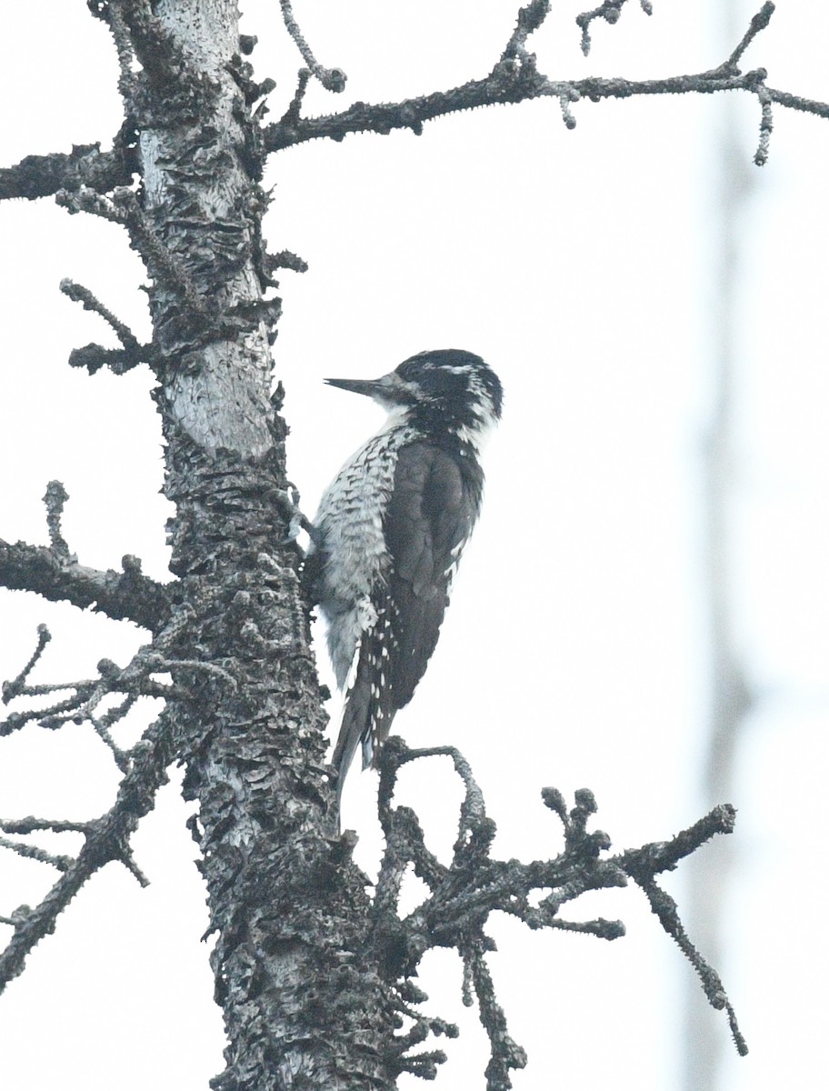 American Three-toed Woodpecker - ML640140568