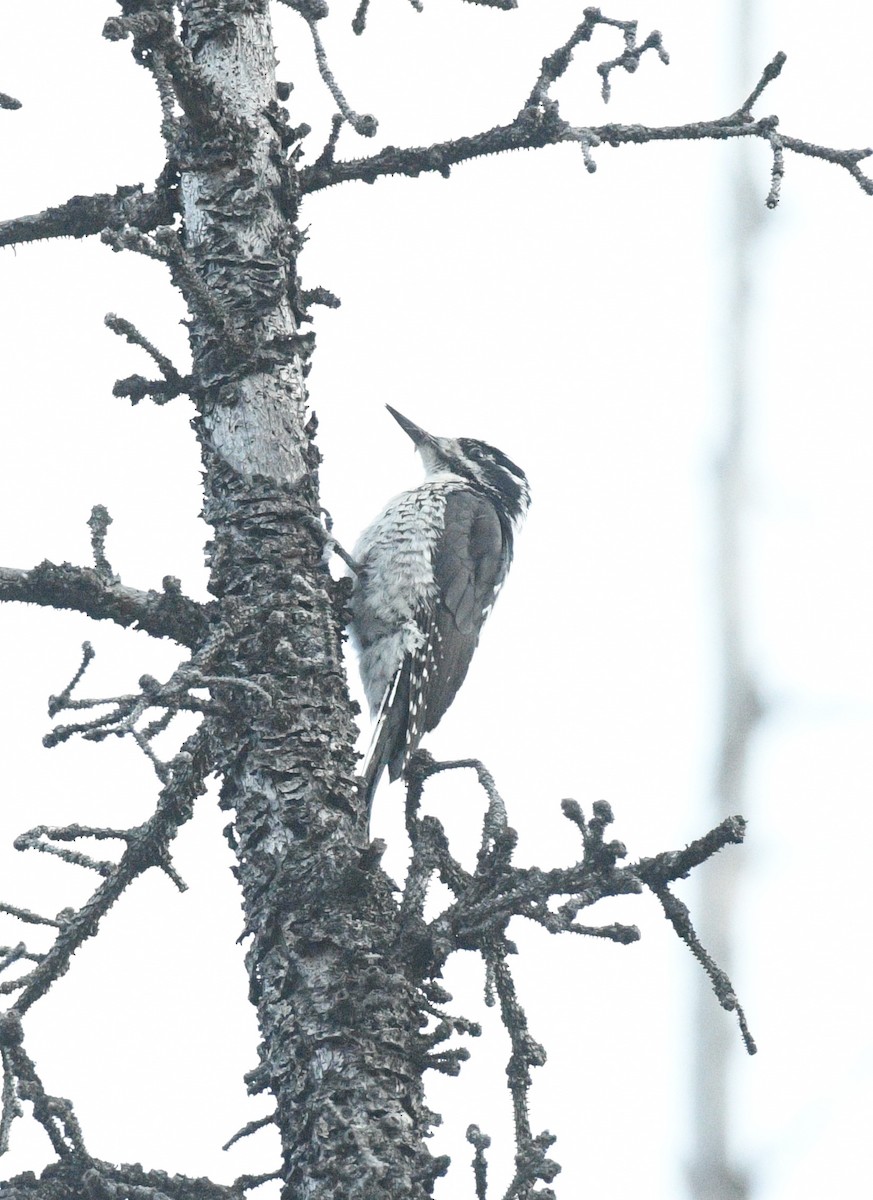 American Three-toed Woodpecker - ML640140569