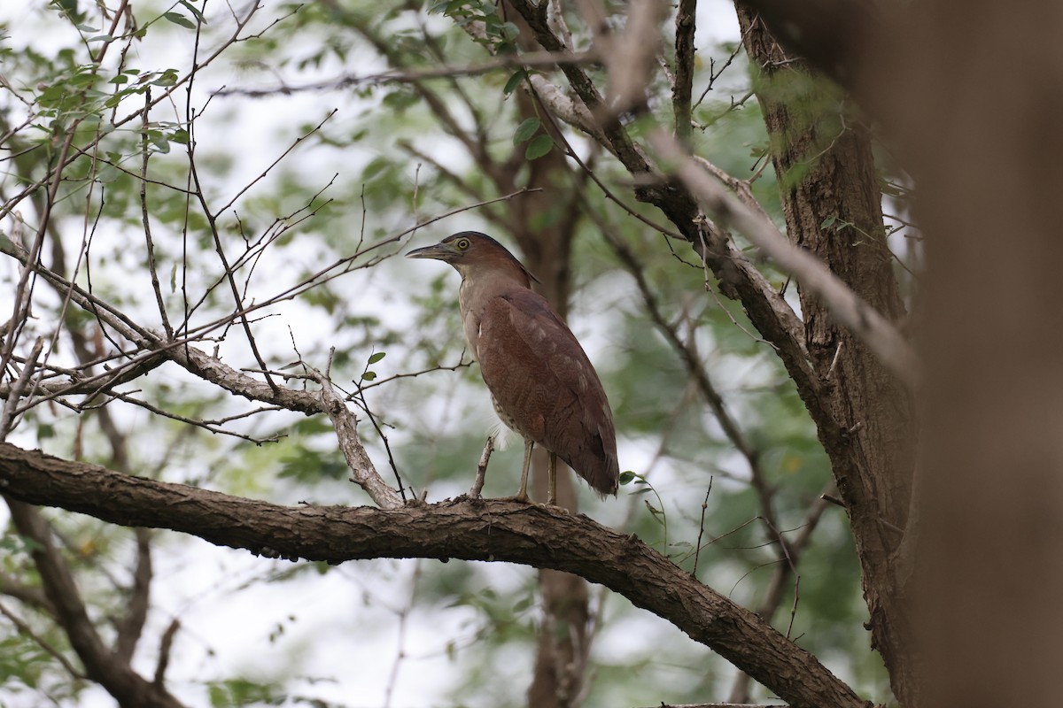 Malayan Night Heron - ML640140589