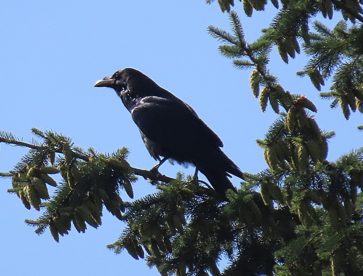 Common Raven - ML640140594