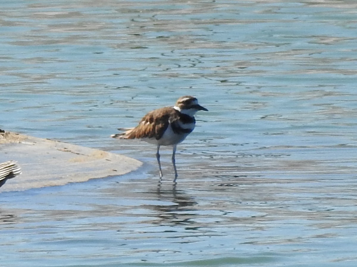 Killdeer - ML640140597