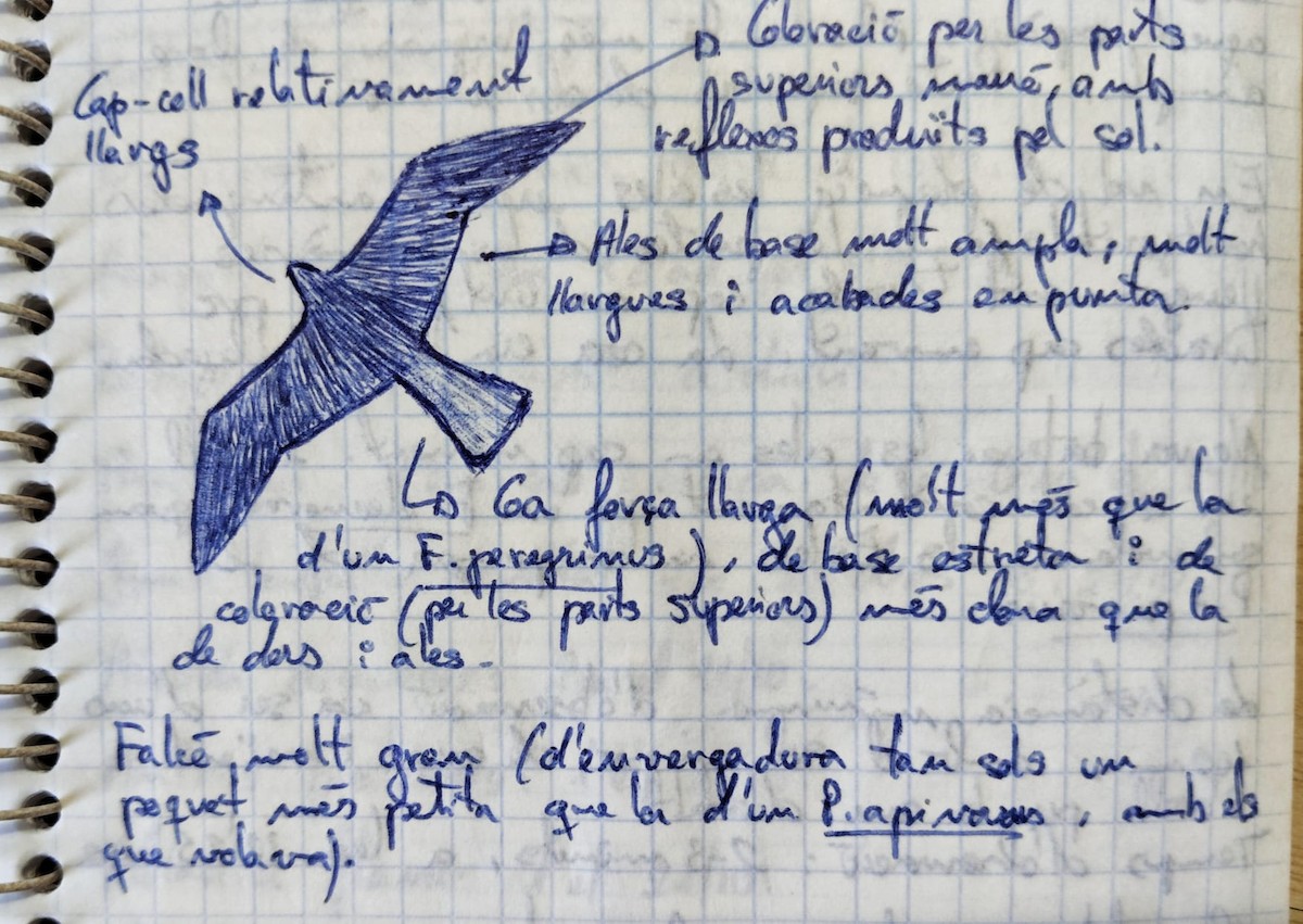 Saker Falcon - ML640140598