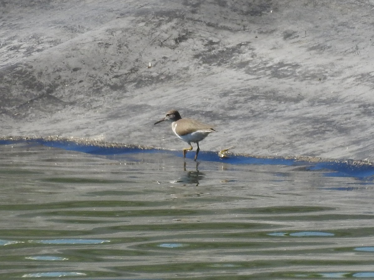 Spotted Sandpiper - ML640140601