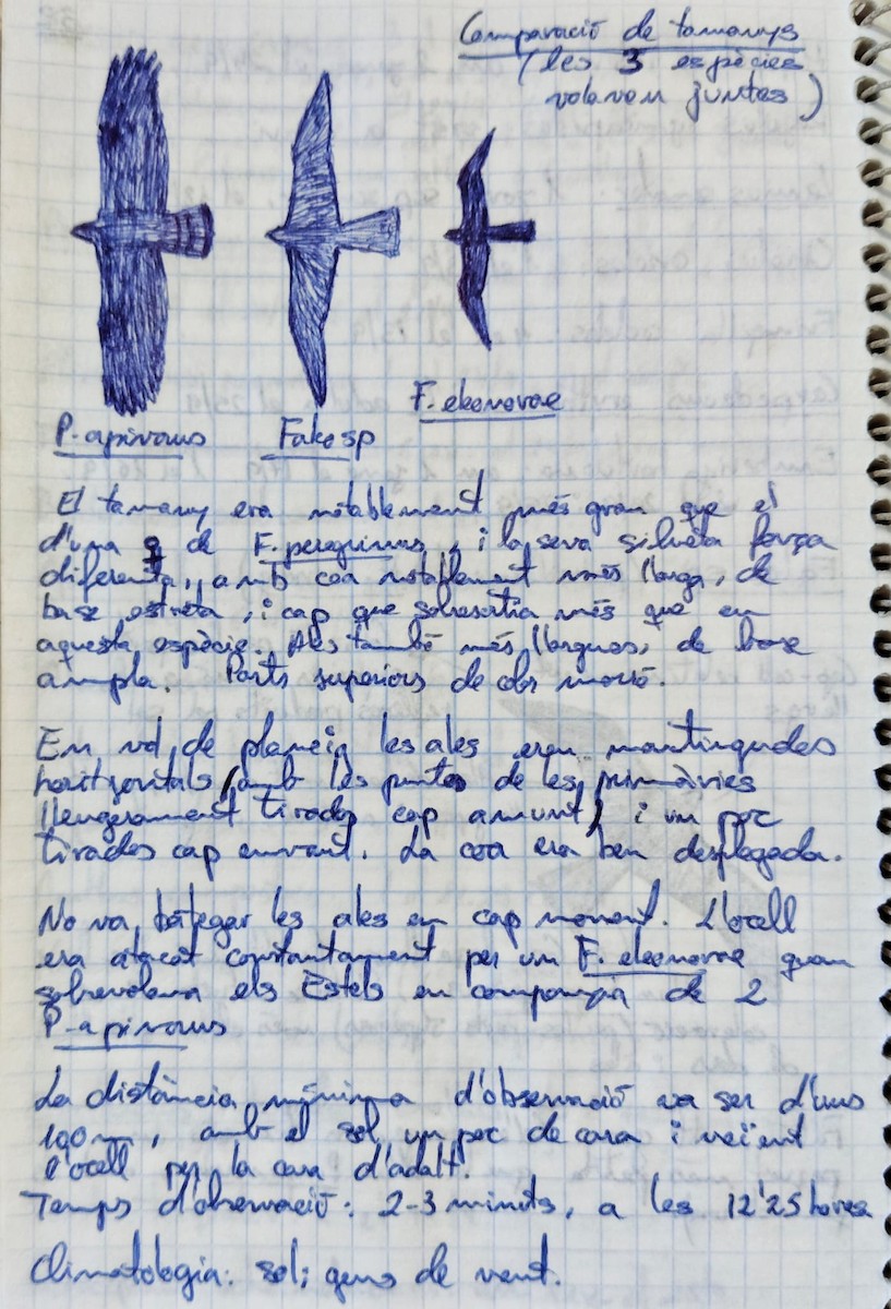 Saker Falcon - ML640140603