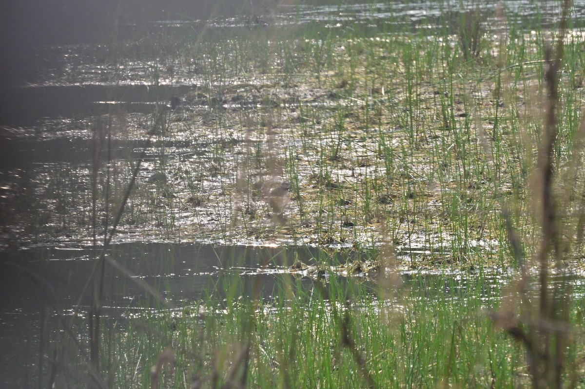 Little Ringed Plover - ML640140623