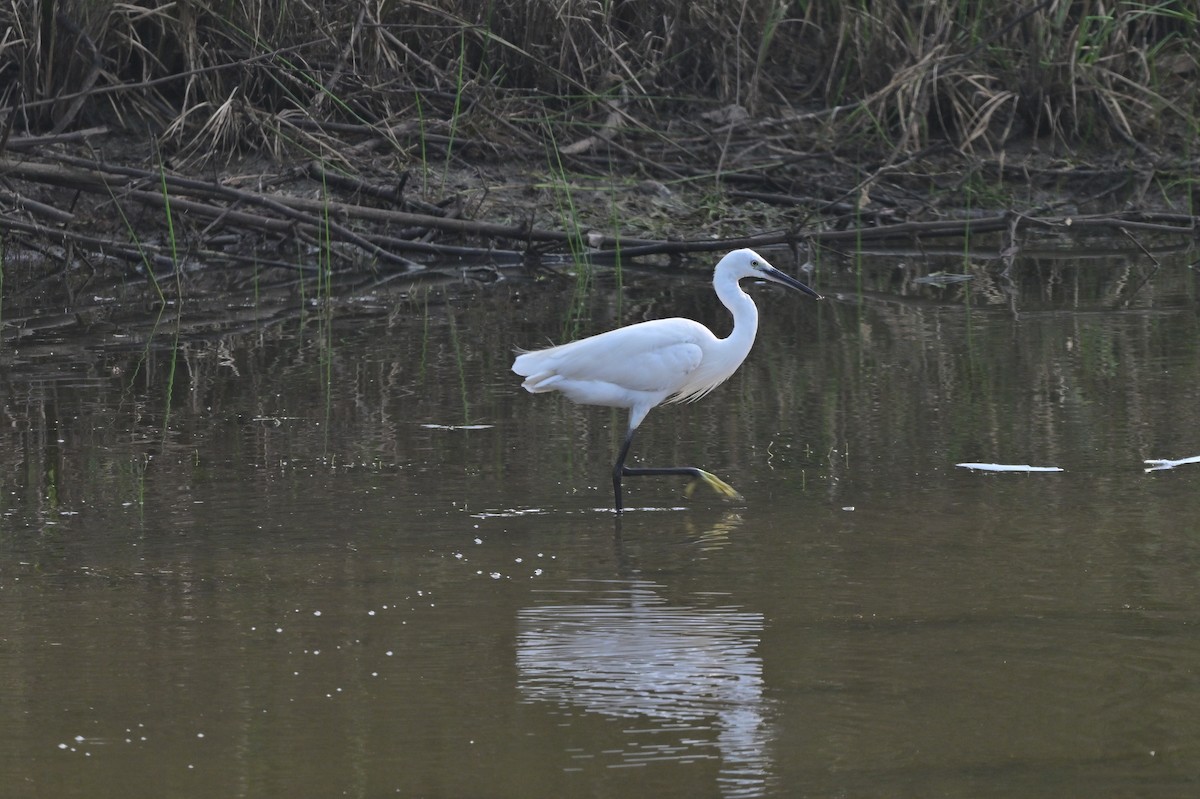 Little Egret - ML640140671