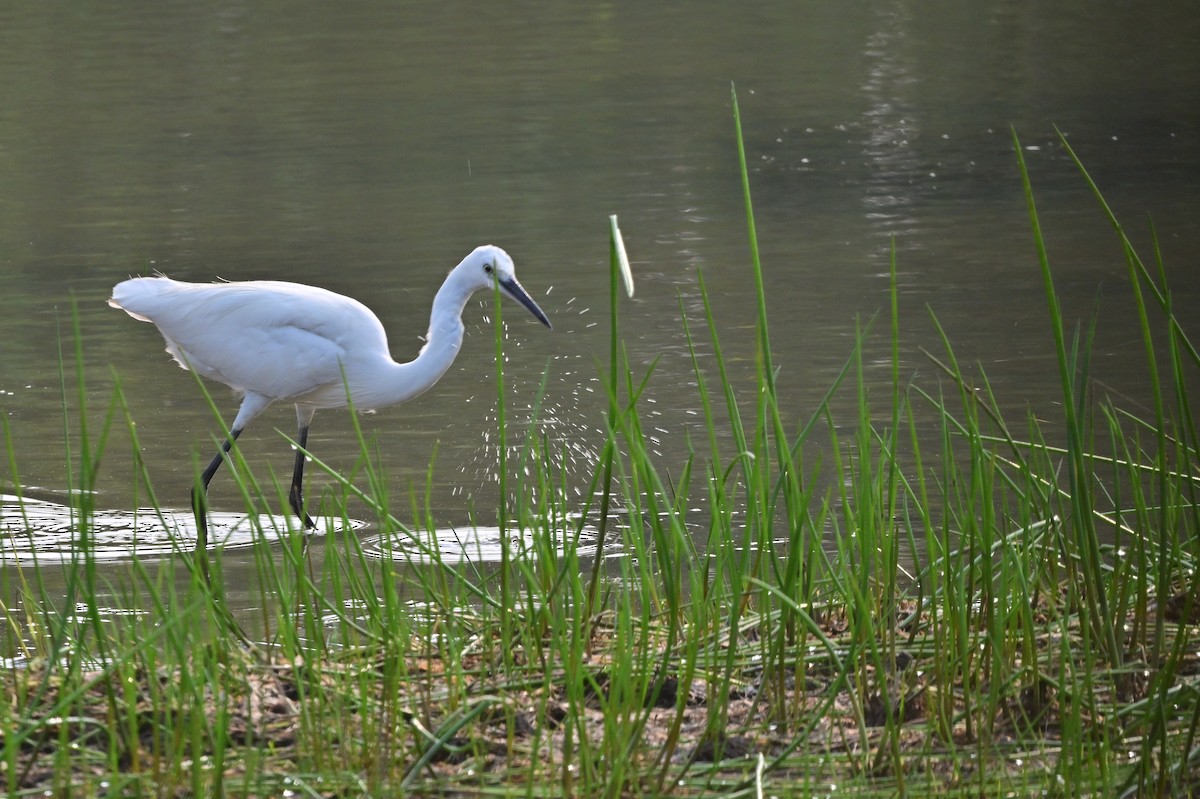 Little Egret - ML640140672