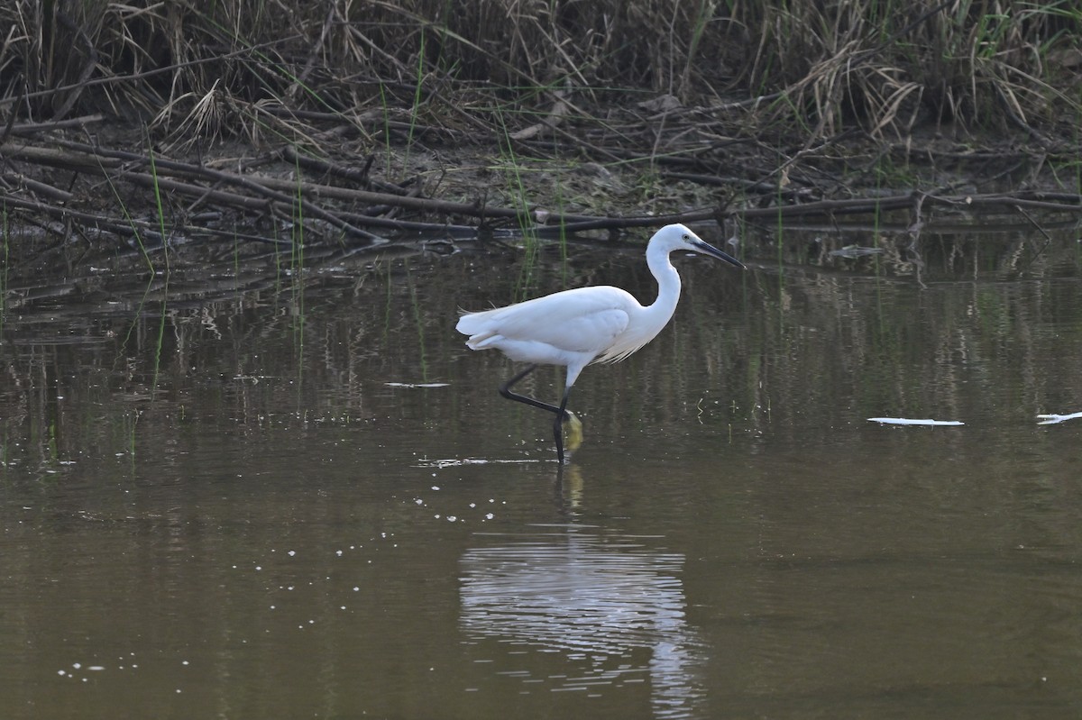 Little Egret - ML640140674