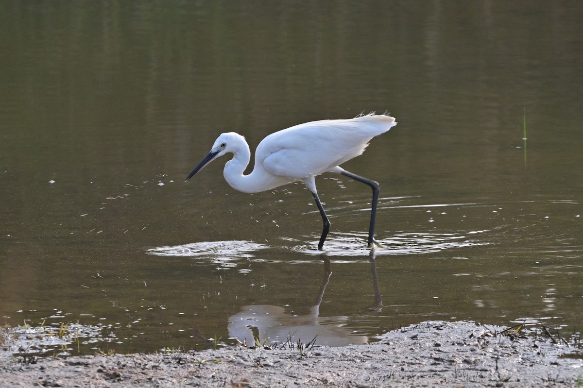 Little Egret - ML640140675