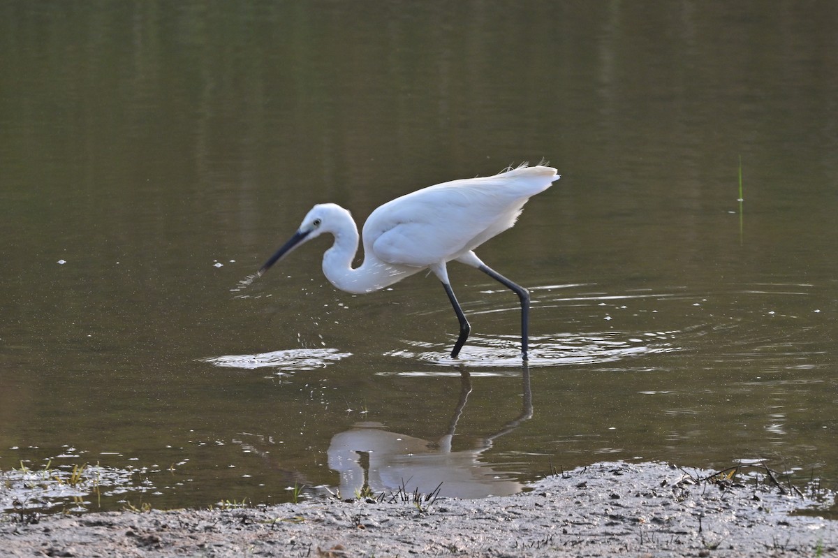 Little Egret - ML640140676
