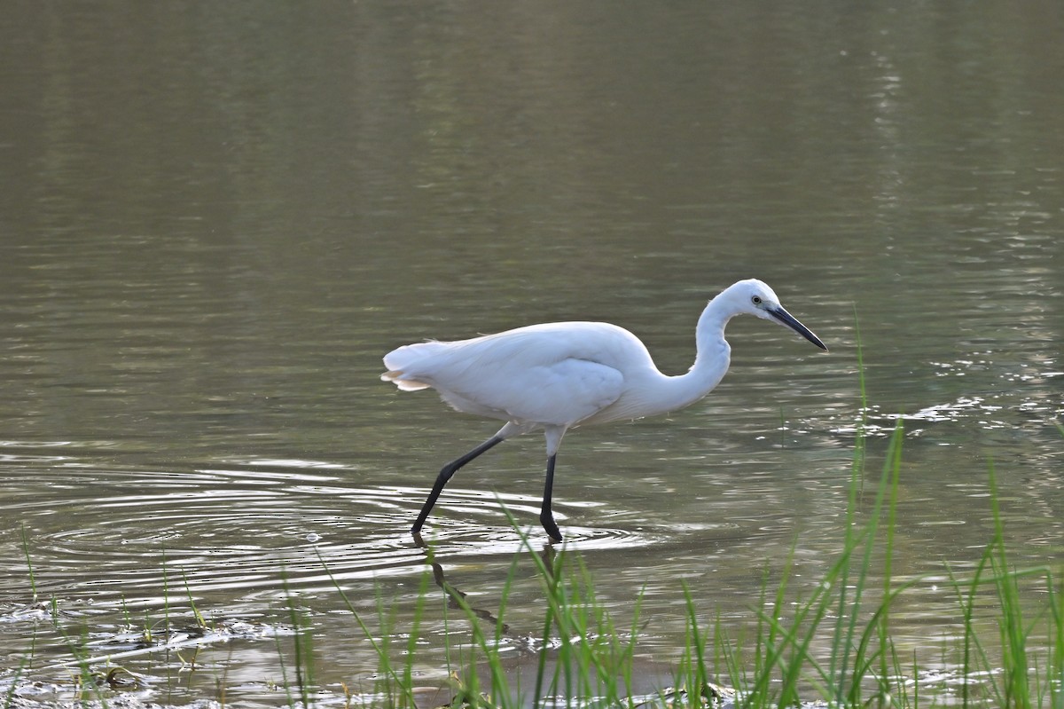 Little Egret - ML640140677