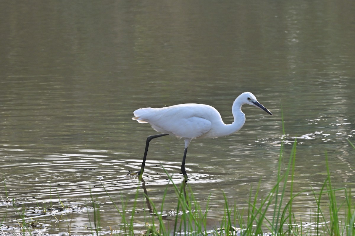 Little Egret - ML640140678