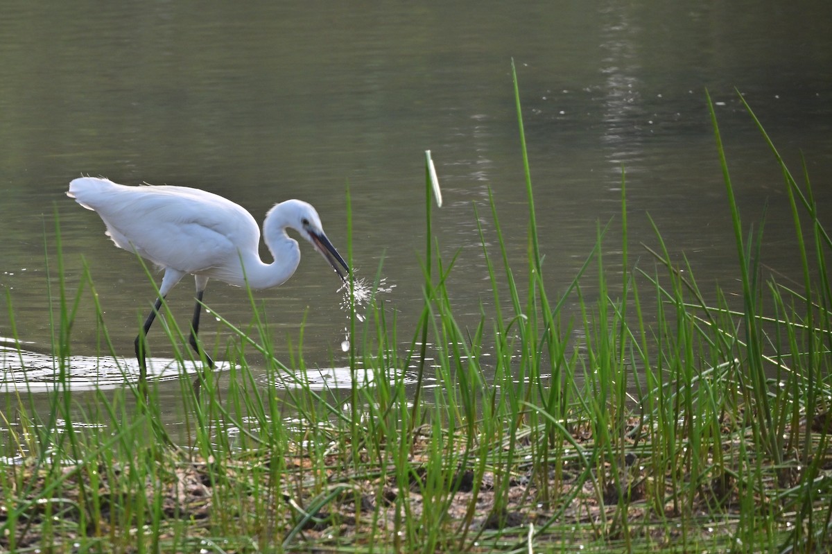 Little Egret - ML640140679