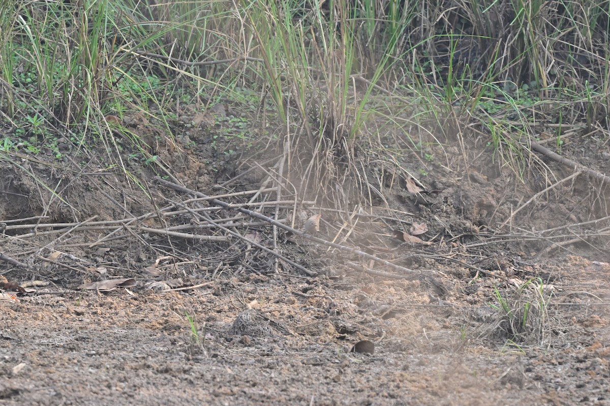 Indian Robin - ML640140696