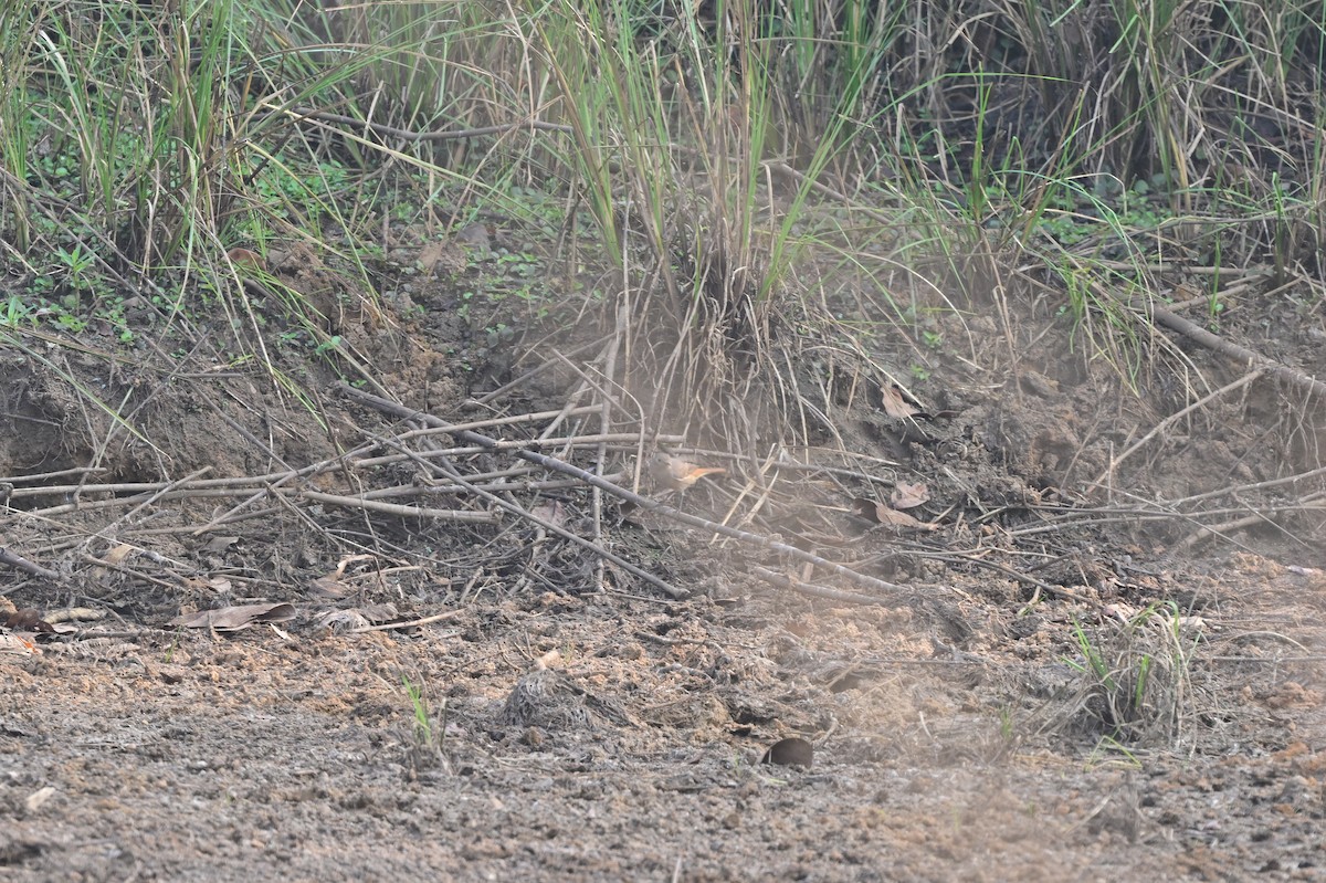 Indian Robin - ML640140697