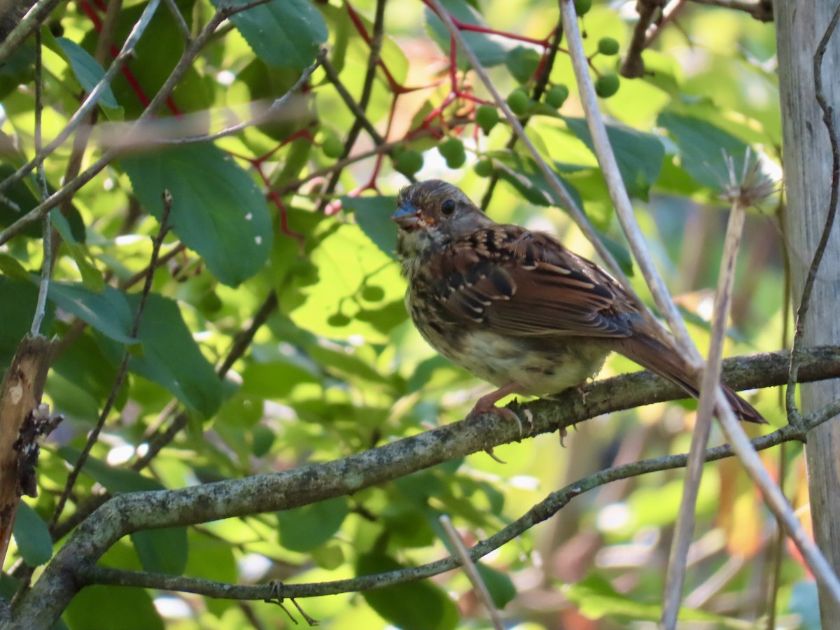 White-throated Sparrow - ML640140713