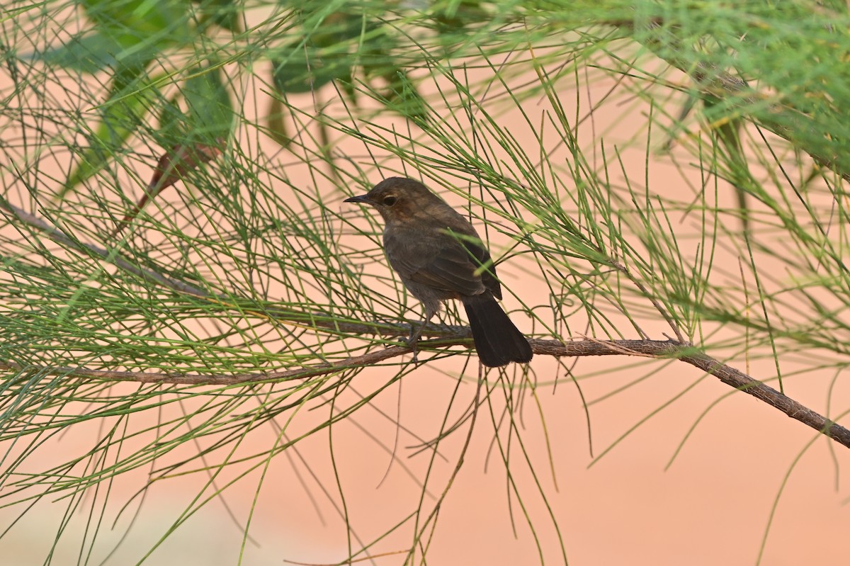 Indian Robin - ML640140733