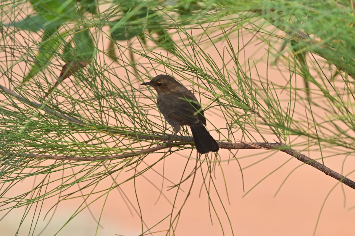 Indian Robin - ML640140755