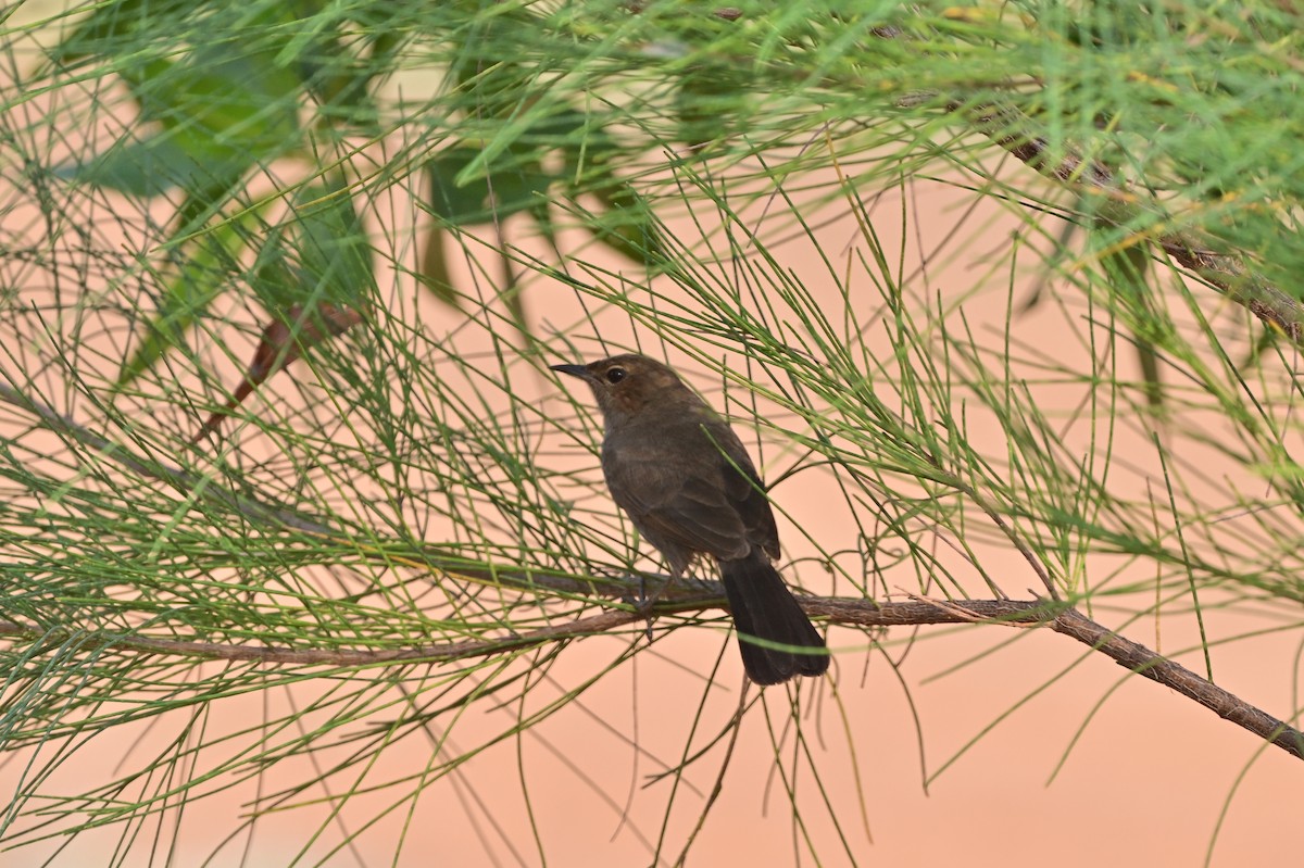 Indian Robin - ML640140756
